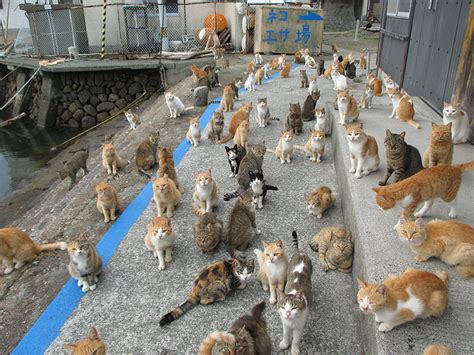 Tashirojima - Japan’s Cat Island