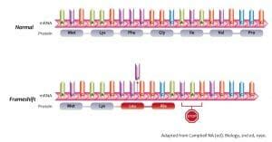 Frameshift Mutation - Definition, Examples & Effects | Biology Dictionary