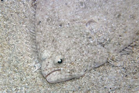 Southern Flounder | Learn With the South Carolina Aquarium