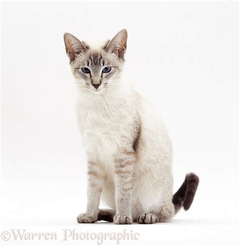 Lilac-point Siamese cat sitting photo - WP10912