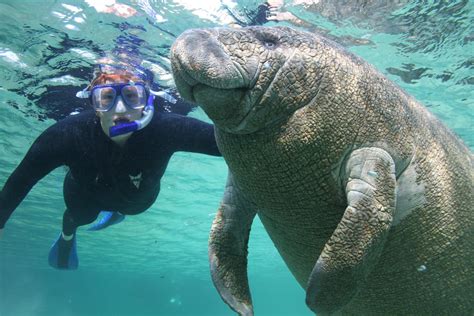 Manatees: Characterisitcs, habitats, threats and more