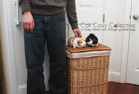 Cali Cavy Collective: a blog about all things guinea pig: Guinea Pig ...