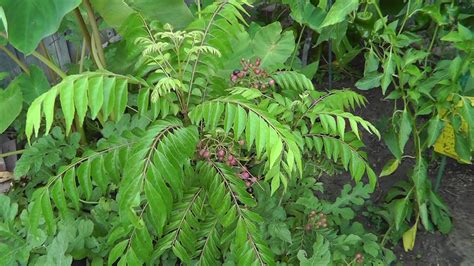 California Gardening: Curry Leaft Plant (Murraya Koenigii) - From Seed ...