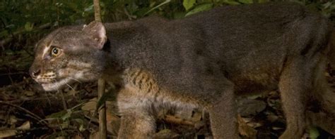 Borneo Bay Cat: Profile, Traits, Facts, Ecology, Range, Diet - Mammal Age