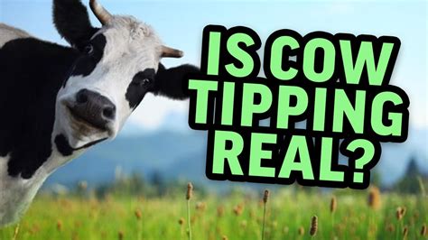 MJTV: Is Cow Tipping Real? - YouTube