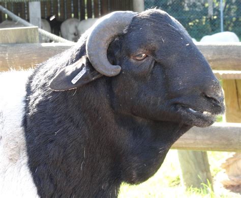 Somali Black Headed Sheep - Oct 2011 - ZooChat