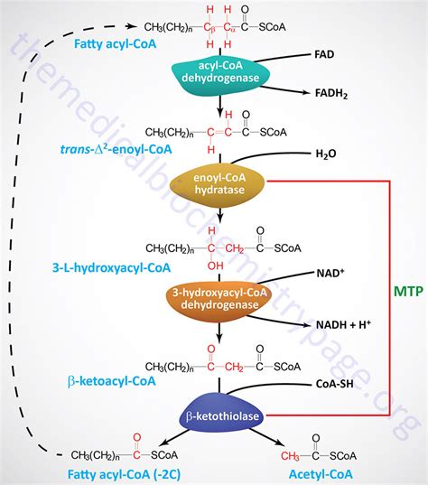 Beta Oxidation Pathway Products