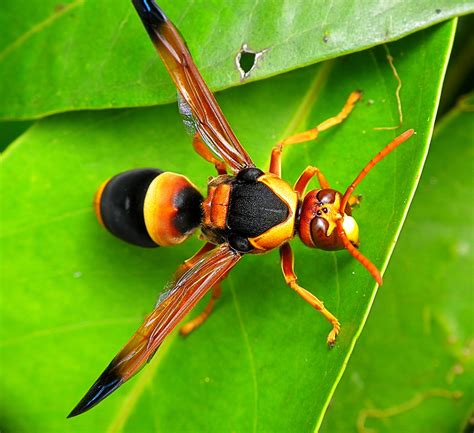 Real Monstrosities: Australian Hornet