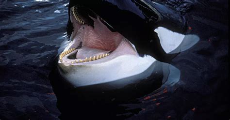 Orca Killer Whale Attack Shark - emsekflol.com