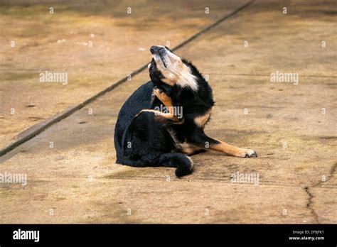 Small dog with fleas scratching Stock Photo - Alamy