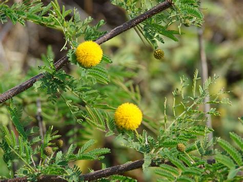 24 Fascinating Desert Tree Names You Should Know - EatHappyProject