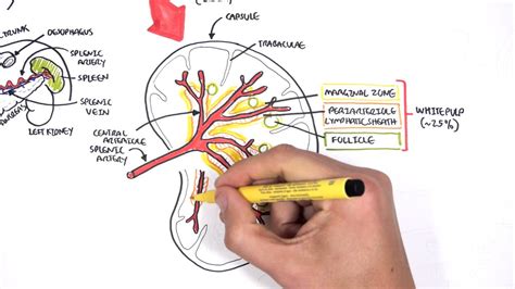 Spleen Diagram Anatomy