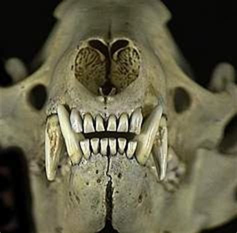 Raccoon Eggs Face Raccoon Anatomy Skeleton Skull Teeth Pig Dentition ...