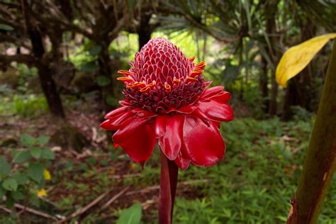 How to Grow and Care for Flowering Ginger