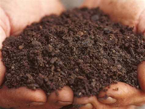 6 Types of Soil: How to Make the Most of Your Garden Soil?