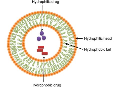 A liposome has at least one phospholipid bilayered membrane. It ...