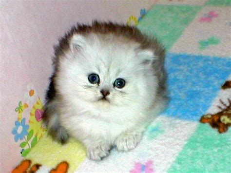 Photography Blog: Cute Chinchilla Persian Kittens Photography