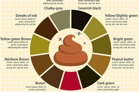 Adult Human Poop Chart Stool Color