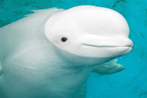 'Baby Beluga': Whale That Inspired Popular Raffi Children's Song Dies ...