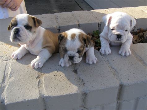 Miniature English Bulldog Info, Temperament, Puppies, Pictures