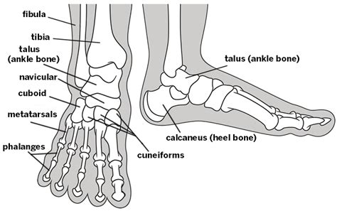 Common Conditions of the Foot and Ankle: An Overview