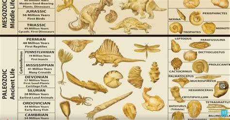 The Geologic Column and Fossil Record in 22 minutes — Fulcrum7