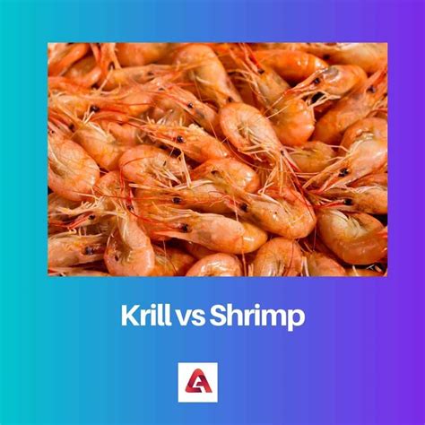 Krill vs Shrimp: Difference and Comparison