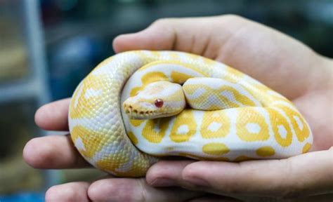 5 Best Pet Snakes for Beginners to Own & Enjoy (with Pictures!)