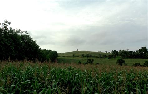 Pelaihari Ulun: Indahnya Pemandangan Kebun Jagung di Pelaihari