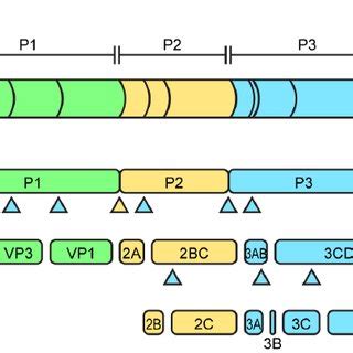 Classification of the virus family Picornaviridae . The clinically most ...