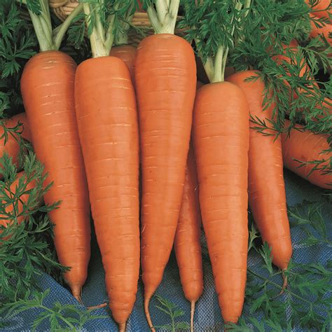 Carrot Seeds - 'Danvers'