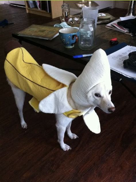 Banana dog - Meme by Bruh1234567 :) Memedroid