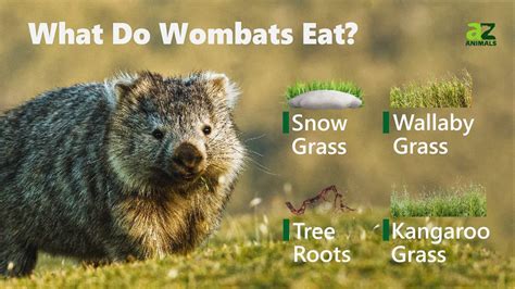 Wombat Teeth: Everything You Need To Know