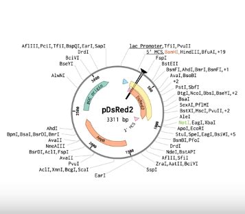 Plasmid Dna Map