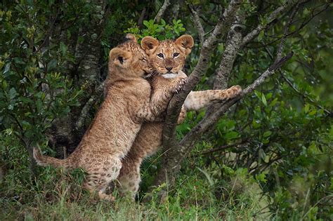 Young Lion Cubs Playing - Sean Crane Photography