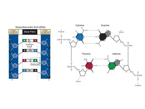 Fact Sheet: DNA-RNA-Protein – microBEnet: the microbiology of the Built ...