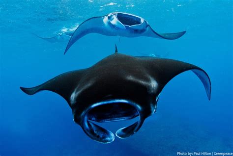 Interesting facts about manta rays | Just Fun Facts