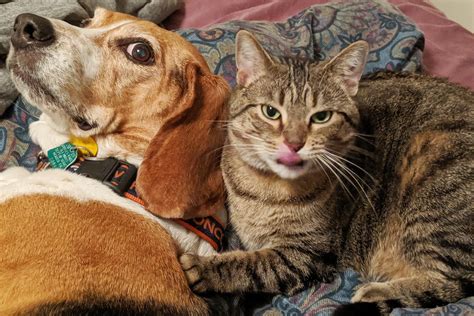 20 Funny Photos of Dogs and Cats Together | Reader’s Digest