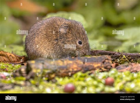 Field vole or short-tailed vole (Microtus agrestis) walking in natural ...