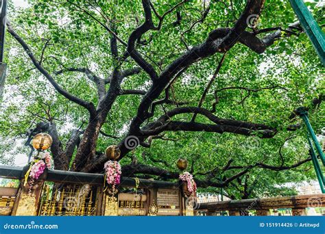 The Bodhi Tree Near Mahabodhi Temple at Bodh Gaya, Bihar, India Stock ...