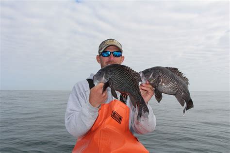 Black Sea Bass Fishing | Hiton Head Fishing Adventures