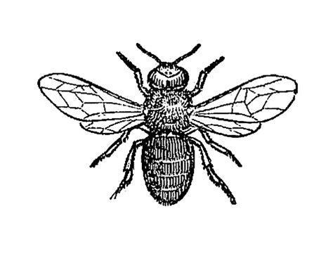 Antique Images: Insect Clip Art: Black and White Illustration of Drone ...