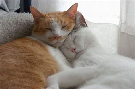 Cats cuddling - Teh Cute