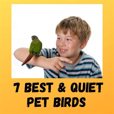 7 Best Pet Birds That Are Quiet - Eye-Catching List