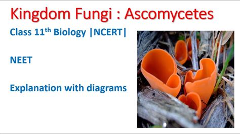 Kingdom Fungi: Ascomycetes Biology Lecture | Fungi Classification ...