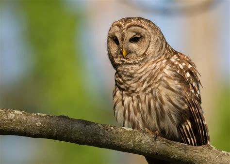 8 Species Of Owls In New Jersey