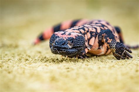 Living With Gila Monsters - Nevada Wildlife