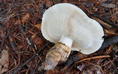 Where to Find Edible and Medicinal Mushrooms in the Wild