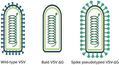 Vesicular Stomatitis Virus (VSV) Packaging | AMSBIO