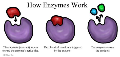 Enzyme Diagram by Cassy-Blue on DeviantArt